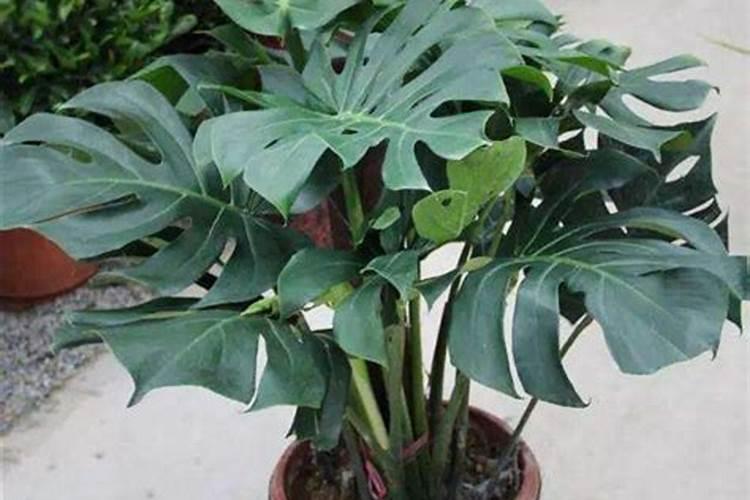 中国十大花卉种子公司