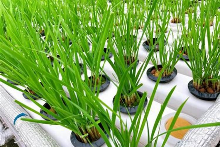 松达是哪个国家的品牌