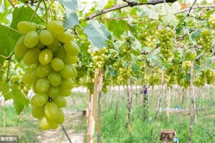 扶桑花叶子卷曲原因及补救处理方法