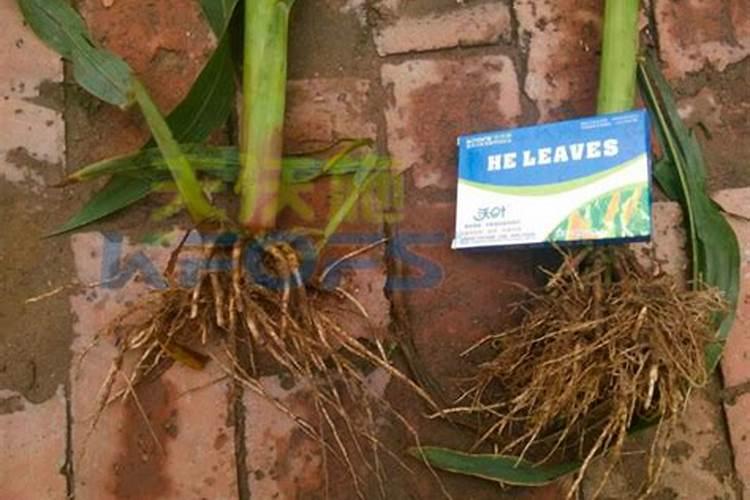 芸苔素和什么叶面肥混用在苗床上比较好？