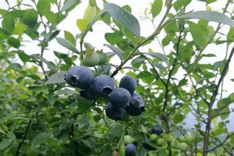 芥菜什么时候种 芥菜的种植方法