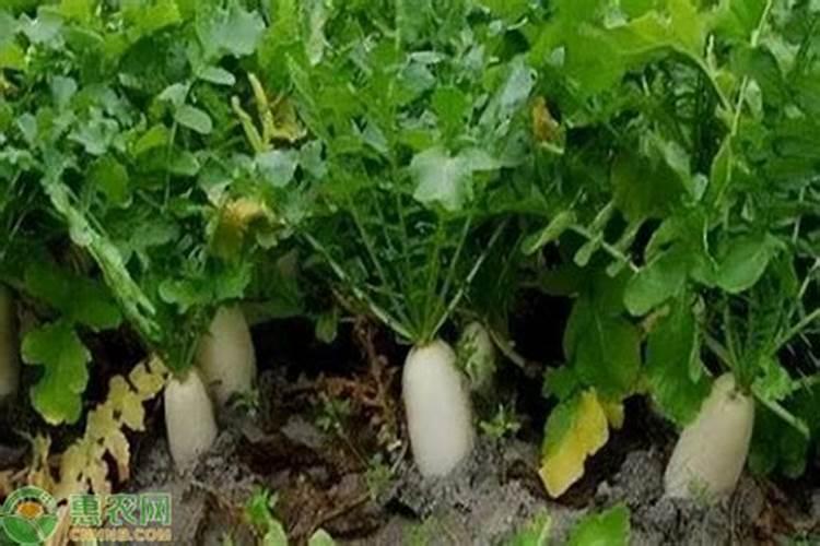 用什么肥种菜好吃