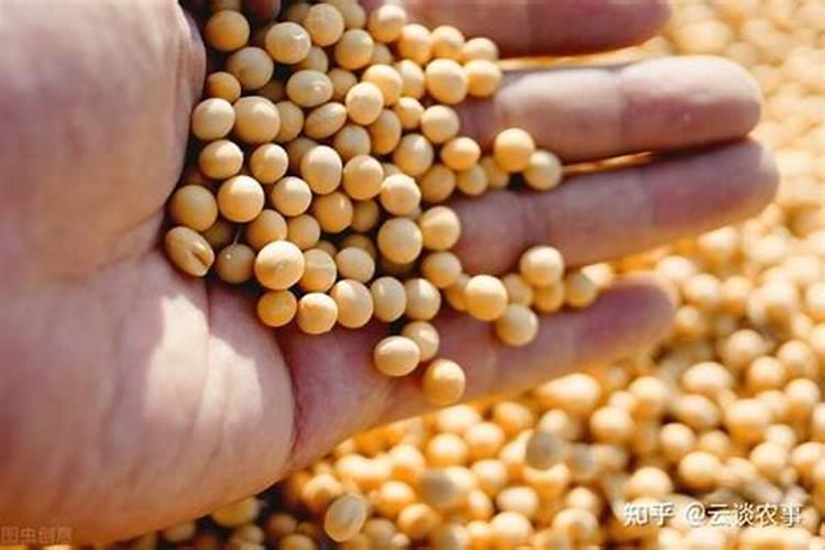 绥农26大豆种子抗涝性怎么样？