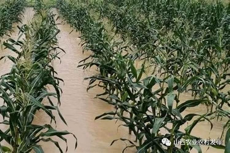 雨水较多的地区选择大豆品种时,该如何选择？