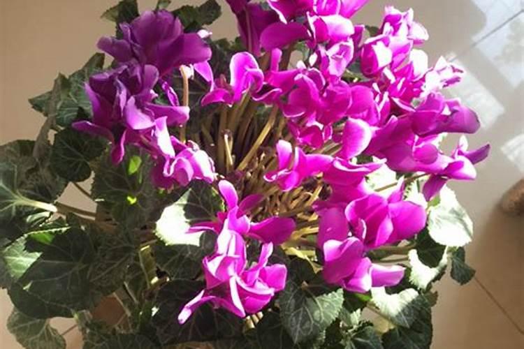 在养花时如何使用磷肥 不容易出现掉花苞现象