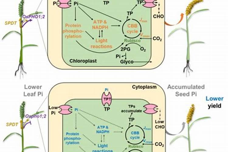 有含碳的叶面肥料吗