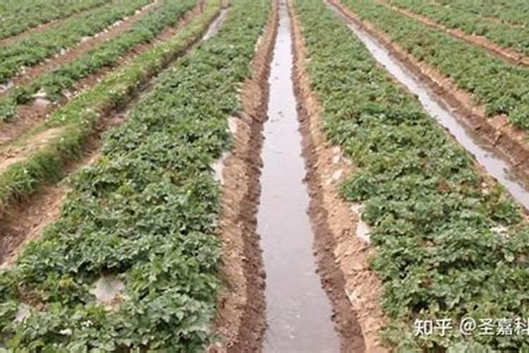 高档水溶肥使用注意事项有哪些