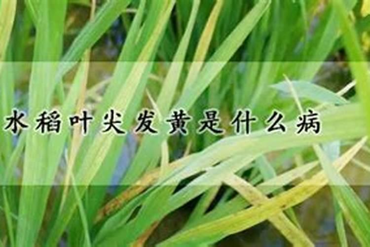 旱稻的高效种植技术介绍 旱稻生长需要什么条件