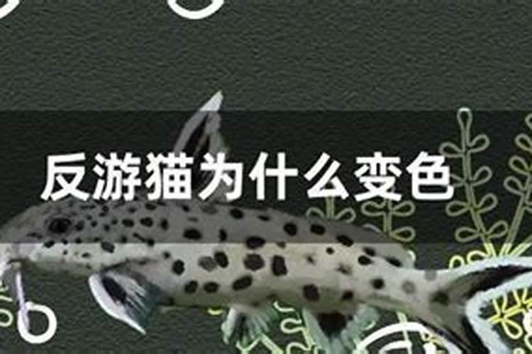 怎样运用合适方法把鱼蛋白过滤出来