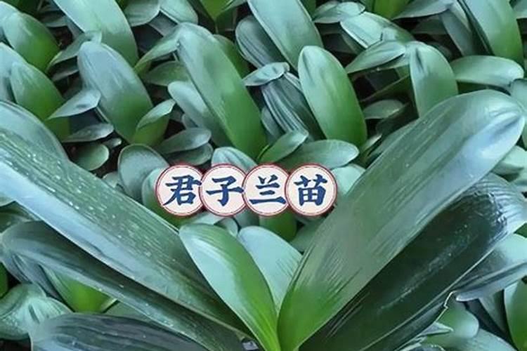 君子兰用什么肥料最好
