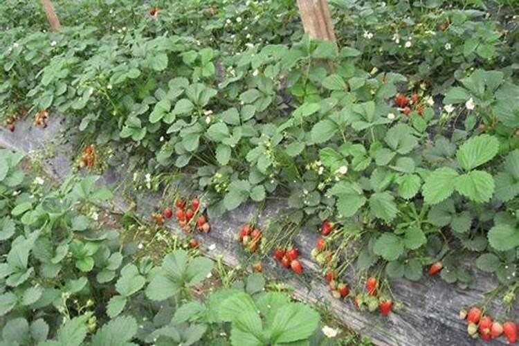 草莓各个时期的施肥方案 什么时候冲高磷肥