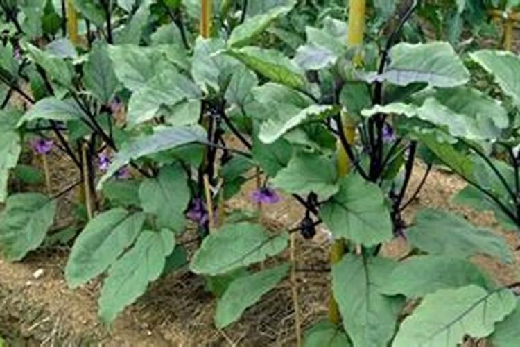 蔷薇种多久才可以施肥 蔷薇何时施肥最佳？