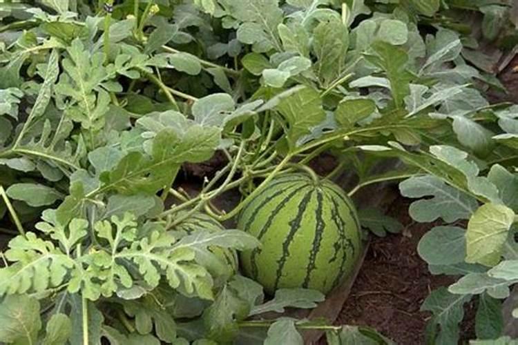农户种植西瓜,一般多久追一次肥呢？追肥时需要注意些什么？