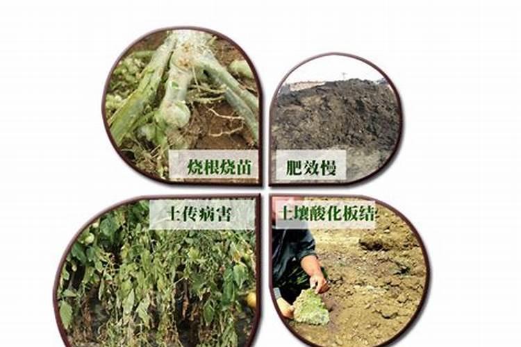 鸡粪不发酵直接做肥料为什么会烧根