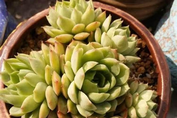 多肉植物施肥后多久可以浇水