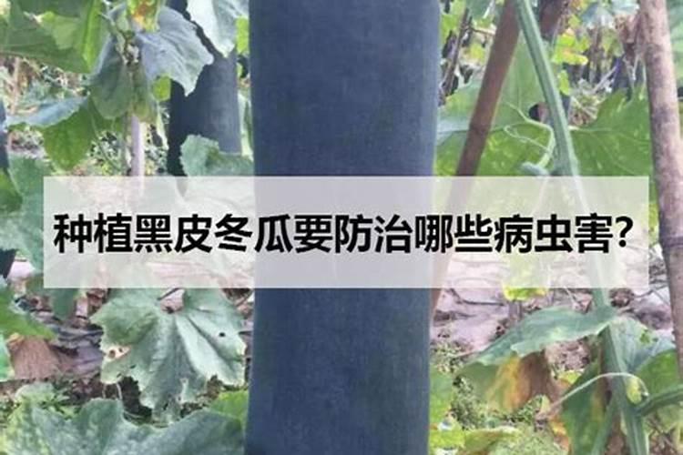施用硅肥给你惊喜!玉米为什么要喷施硅肥,都有哪些好处？