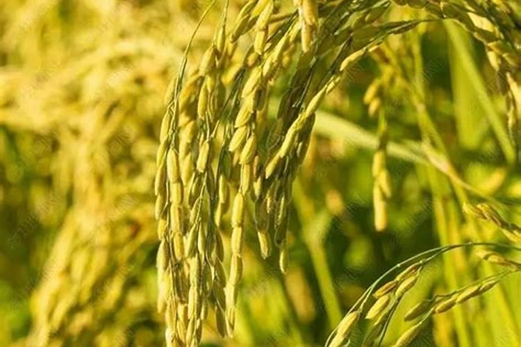 种水稻为什么要重视施用磷肥？