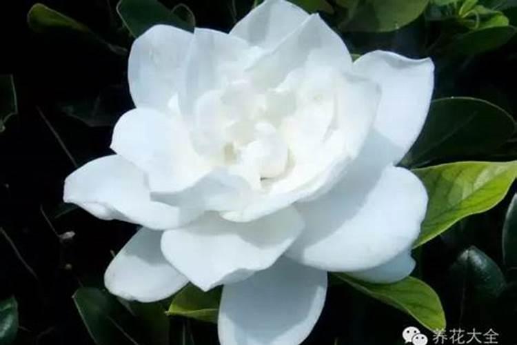 栀子花怎么养护与浇水