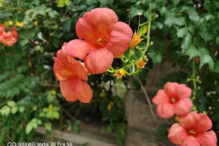 凌霄花的栽培与管理,怎样施肥