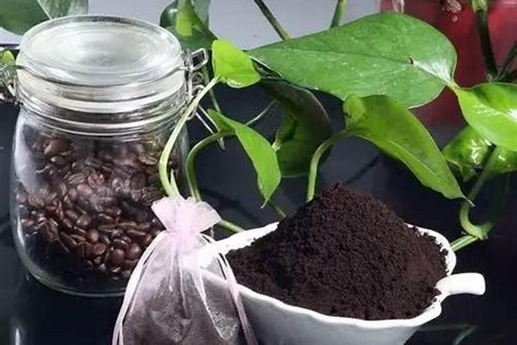 过期的黑芝麻糊可以当花肥吗