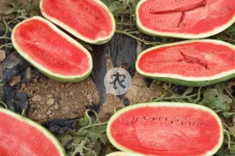 一亩地用多少硼肥 如何正确施硼肥