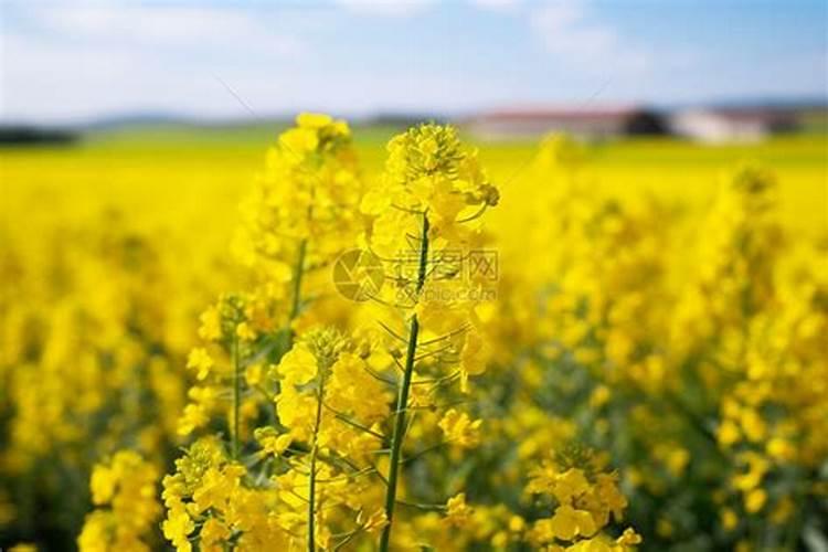 急: 请问油菜拌种可以用尿素吗 如果可以 最多用多少 每亩？