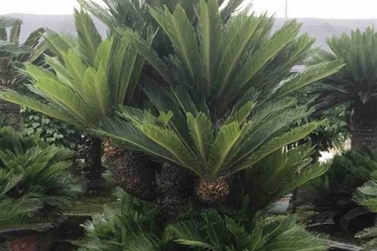 栀子花多久施肥一次 栀子花多久施肥一次介绍