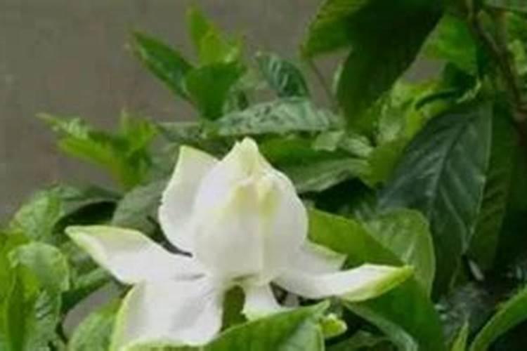 夏天怎样养小叶栀子花