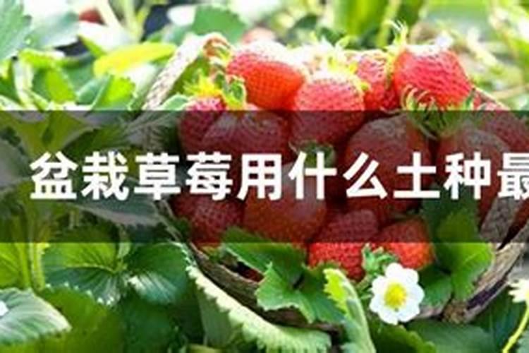 草莓开花时怎样施农家肥