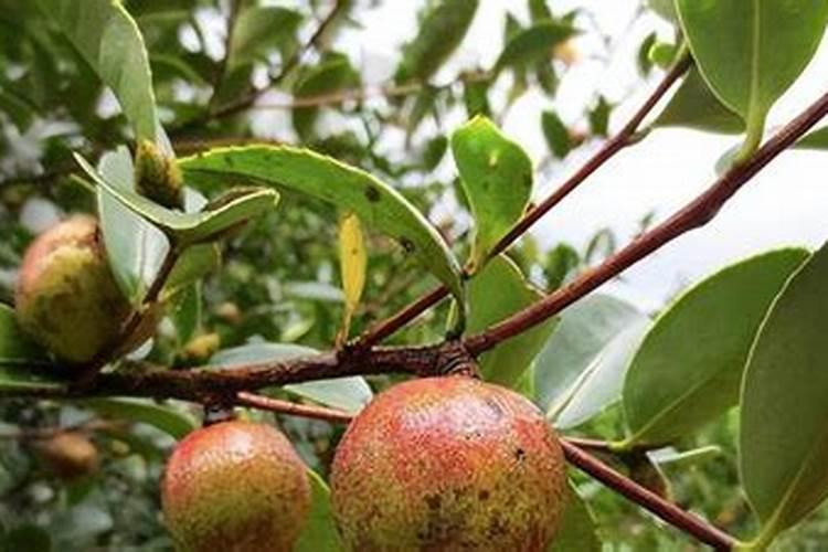 茶油枯是什么东西