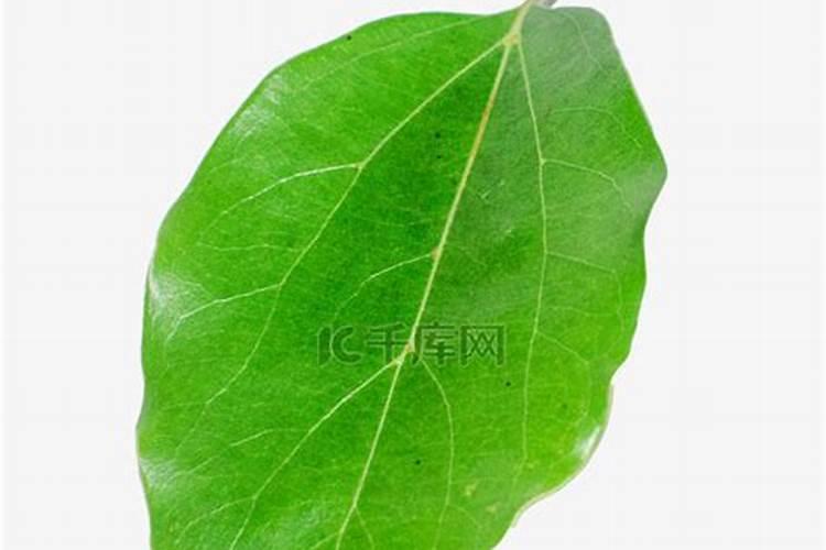 香樟树的种植栽培技术