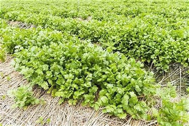 香妃海棠追什么肥料好？