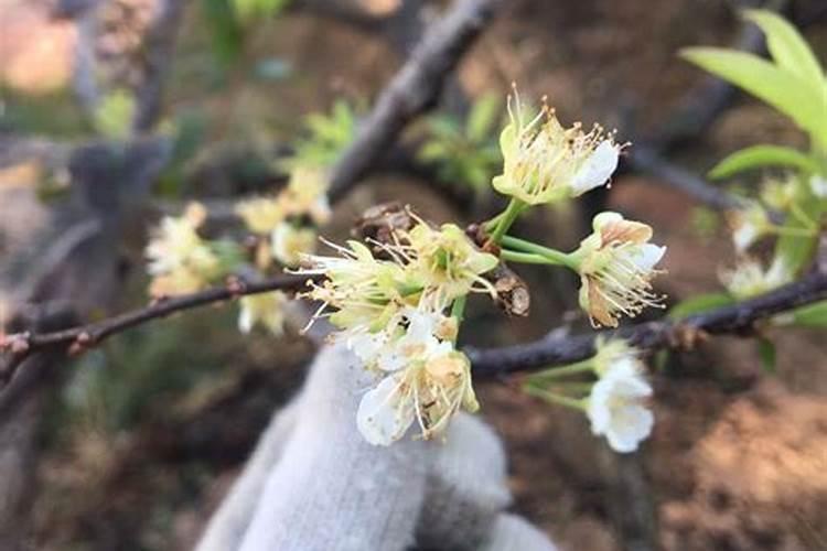 12.防止植物落花落果的是:() A.氮肥 B.磷肥 C.钾肥？