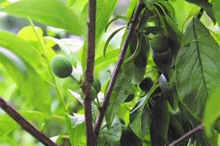 花卉种植什么加温方式最好？
