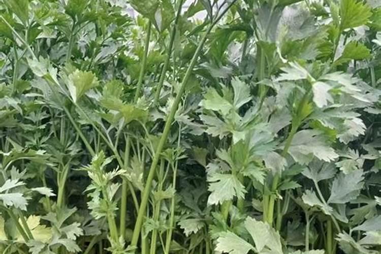 芹菜喜欢什么肥料