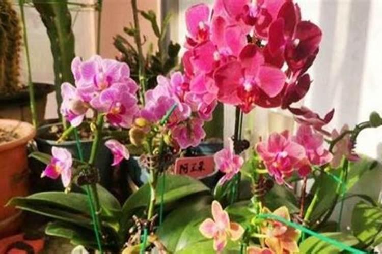 蝴蝶兰可施氮肥吗