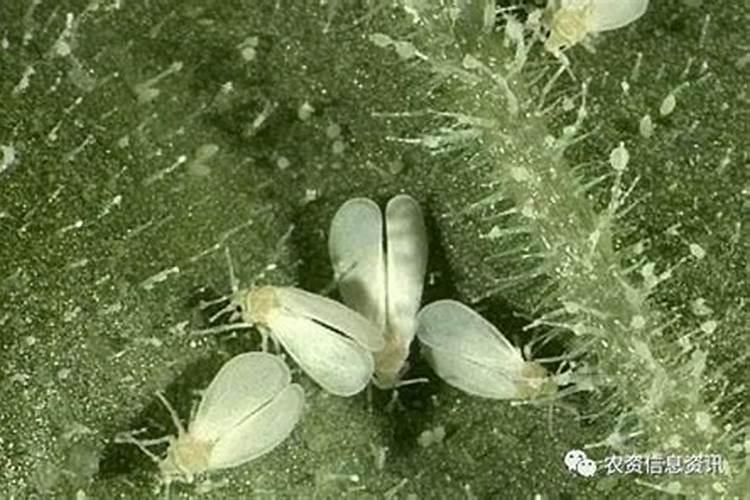 茄子的结果期是如何进行管理的？