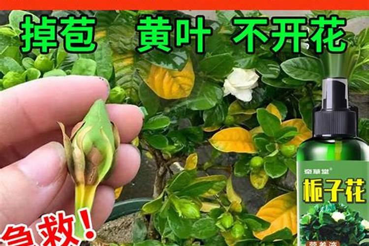 栀子花施什么肥？