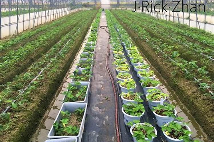 甘蔗叶面尿素喷雾施肥管用吗？