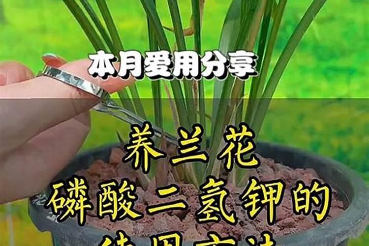 磷酸二氢钾怎样浇兰花