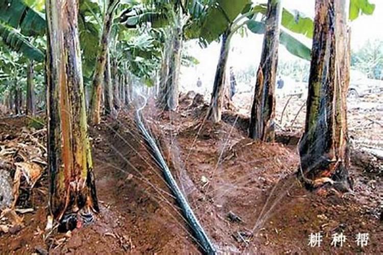 大量元素水溶肥使用方法