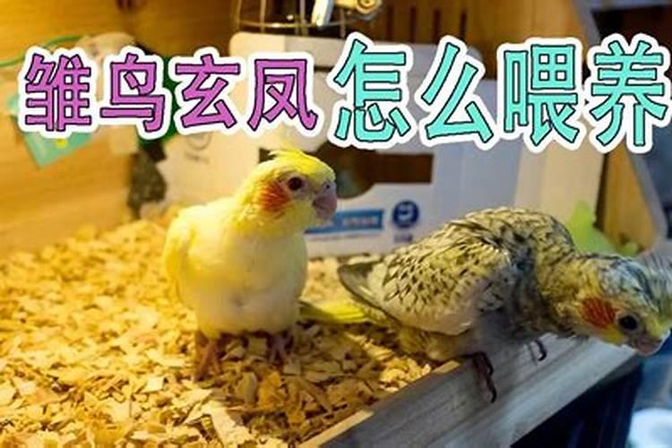 玄凤鹦鹉怎么吃土霉素？