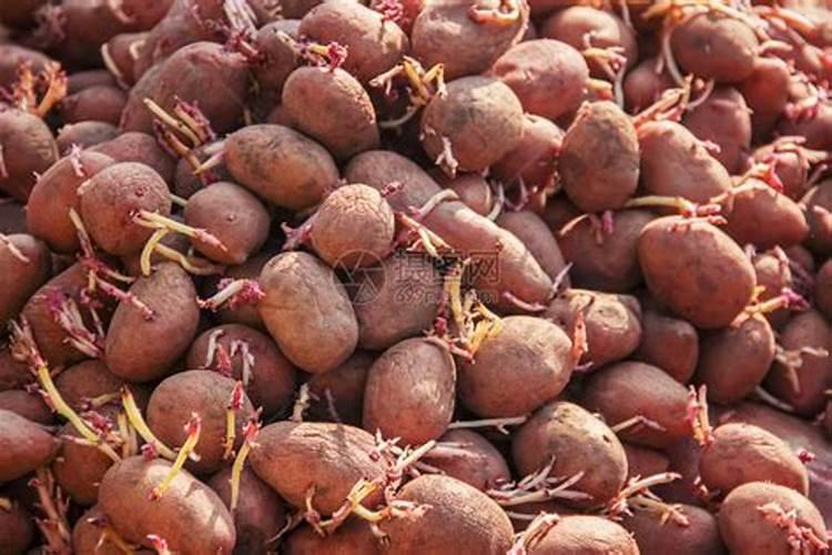 种植红薯、马铃薯时应多施什么肥？