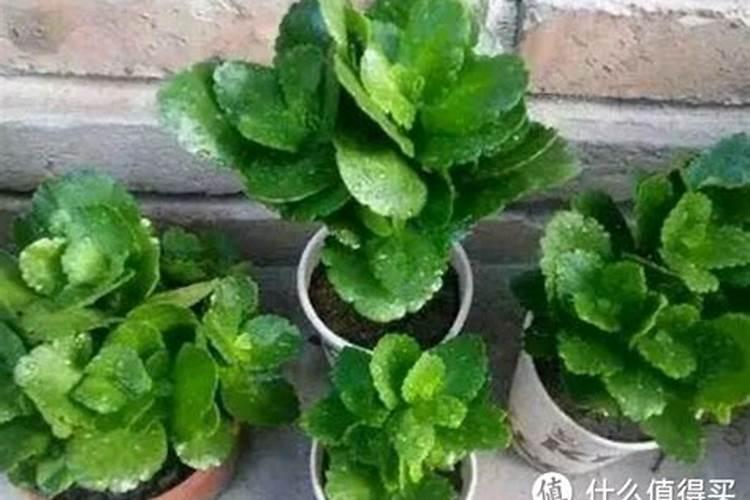 樱桃开花后用什么肥？