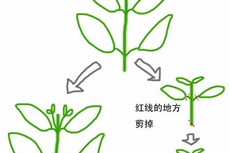 月季修剪后怎样施肥选择什么肥料好