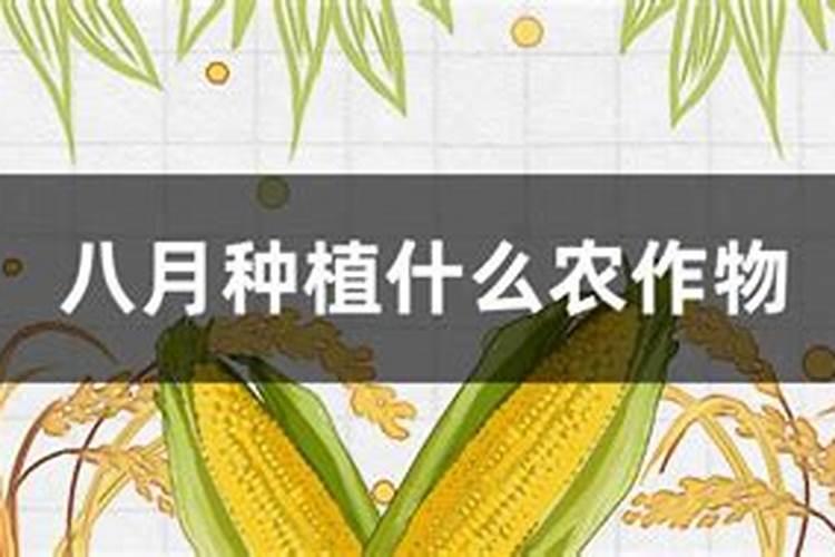 八月瓜施肥方法 有什么施肥的办法