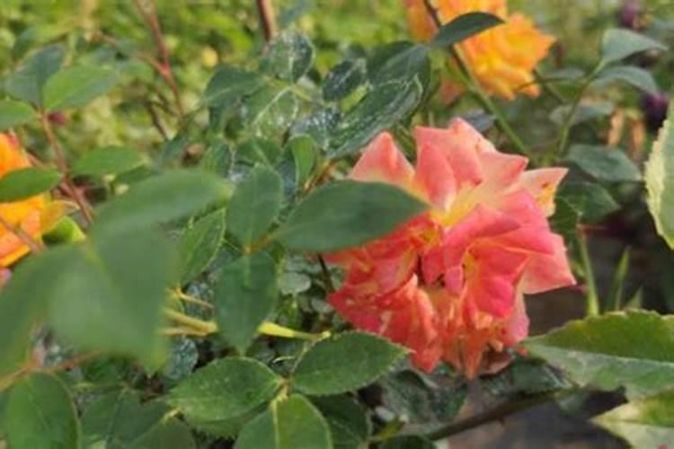 月季为什么要喷施叶面肥杀菌剂添加叶面肥有何作用