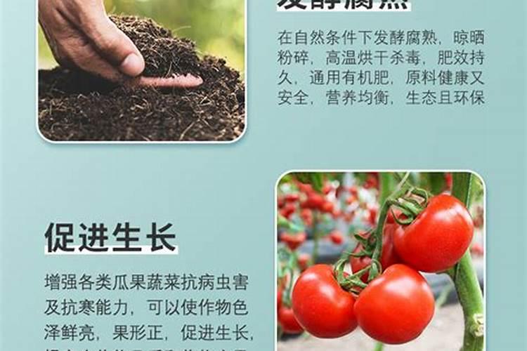 秋天如何给月季施豆粕肥料？