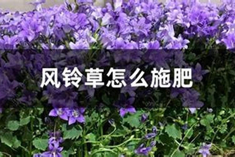 风铃草怎样延长花期？
