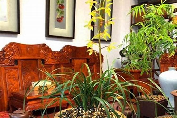 兰花什么时候施肥最好,兰花施肥用什么肥最好(氮磷钾肥)